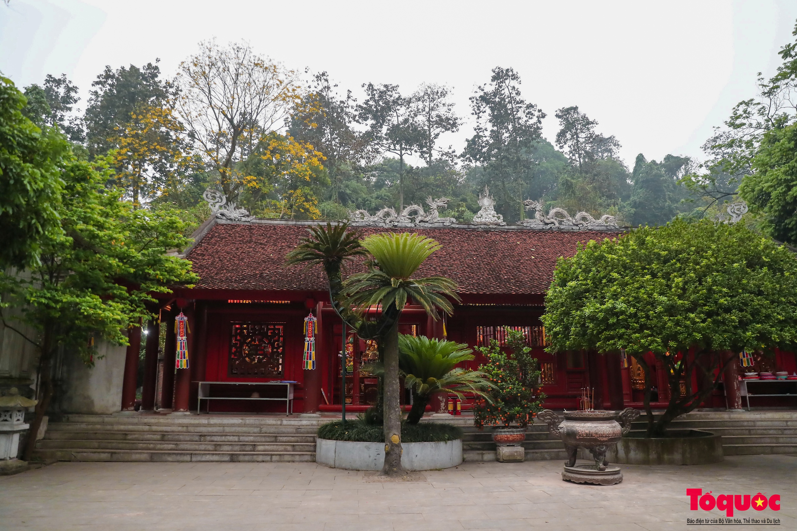 Chiêm ngưỡng cây vạn tuế gần ngàn năm tuổi - Báu vật xanh của Di tích lịch sử Đền Hùng - Ảnh 2.